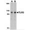 Toll Like Receptor 3 antibody, TA306267, Origene, Western Blot image 