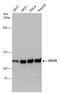 DEAH-Box Helicase 36 antibody, GTX131179, GeneTex, Western Blot image 