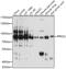 Protein Kinase C Alpha antibody, 14-932, ProSci, Western Blot image 