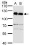 SRBP1 antibody, PA5-77848, Invitrogen Antibodies, Western Blot image 