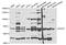 Microcephalin 1 antibody, STJ27425, St John