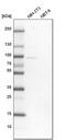 THO Complex 1 antibody, PA5-54056, Invitrogen Antibodies, Western Blot image 