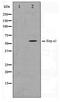 Signal Regulatory Protein Alpha antibody, TA347471, Origene, Western Blot image 