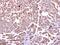 Cholecystokinin B Receptor antibody, PA5-27169, Invitrogen Antibodies, Immunohistochemistry frozen image 