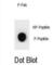 G2/mitotic-specific cyclin-B2 antibody, abx032247, Abbexa, Western Blot image 