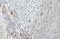 AIF1 antibody, GTX632426, GeneTex, Immunohistochemistry paraffin image 