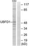 Ubiquitin Family Domain Containing 1 antibody, TA315615, Origene, Western Blot image 