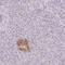 Calcium Sensing Receptor antibody, NBP2-38622, Novus Biologicals, Immunohistochemistry frozen image 