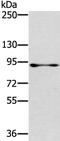 RasGAP-activating-like protein 1 antibody, PA5-50867, Invitrogen Antibodies, Western Blot image 