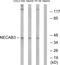 N-Terminal EF-Hand Calcium Binding Protein 3 antibody, LS-B9705, Lifespan Biosciences, Western Blot image 