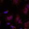 BLNK antibody, orb215149, Biorbyt, Immunofluorescence image 