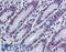 Histone Deacetylase 1 antibody, LS-B6095, Lifespan Biosciences, Immunohistochemistry frozen image 
