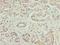 Fc Fragment Of IgG Receptor And Transporter antibody, LS-C285500, Lifespan Biosciences, Immunohistochemistry paraffin image 
