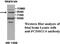 Protocadherin Gamma Subfamily C, 4 antibody, MBS415882, MyBioSource, Western Blot image 