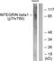 Integrin Subunit Beta 1 antibody, LS-C199124, Lifespan Biosciences, Western Blot image 
