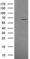 Mitogen-Activated Protein Kinase 4 antibody, LS-C174528, Lifespan Biosciences, Western Blot image 