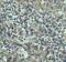 CASP-8 antibody, 11026, QED Bioscience, Immunohistochemistry frozen image 