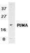 BCL2 Binding Component 3 antibody, TA326460, Origene, Western Blot image 