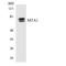 Metastasis Associated 1 antibody, LS-C200236, Lifespan Biosciences, Western Blot image 