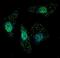 Autophagy Related 7 antibody, PA5-35203, Invitrogen Antibodies, Immunofluorescence image 