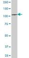 Zinc Fingers And Homeoboxes 3 antibody, H00023051-B01P, Novus Biologicals, Western Blot image 