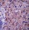 Sphingomyelin Synthase 1 antibody, LS-C169044, Lifespan Biosciences, Immunohistochemistry paraffin image 