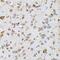 Ephrin B2 antibody, GTX32589, GeneTex, Immunohistochemistry paraffin image 