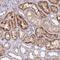 Beta-1,4-Galactosyltransferase 4 antibody, NBP2-14343, Novus Biologicals, Immunohistochemistry frozen image 