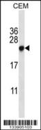 Chromobox 5 antibody, 57-266, ProSci, Western Blot image 