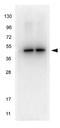 Tubulin Alpha 1b antibody, orb344425, Biorbyt, Western Blot image 