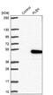 Pleckstrin antibody, NBP1-87370, Novus Biologicals, Western Blot image 