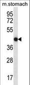 FYVE, RhoGEF And PH Domain Containing 2 antibody, LS-C166125, Lifespan Biosciences, Western Blot image 