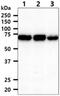 Aminoacylproline aminopeptidase antibody, GTX57704, GeneTex, Western Blot image 