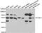 RuvB Like AAA ATPase 1 antibody, A5723, ABclonal Technology, Western Blot image 