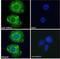 Actin Related Protein 2/3 Complex Subunit 2 antibody, NB100-1037, Novus Biologicals, Immunocytochemistry image 