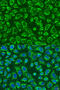 Mitogen-Activated Protein Kinase Kinase Kinase Kinase 5 antibody, 15-899, ProSci, Immunofluorescence image 
