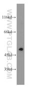 KROX20 antibody, 13491-1-AP, Proteintech Group, Western Blot image 