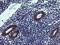 TPD52 Like 3 antibody, MA5-26024, Invitrogen Antibodies, Immunohistochemistry frozen image 
