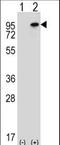 Nuclear Receptor Binding SET Domain Protein 3 antibody, LS-C160620, Lifespan Biosciences, Western Blot image 