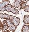 TARBP2 Subunit Of RISC Loading Complex antibody, NBP2-13411, Novus Biologicals, Immunohistochemistry paraffin image 