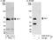 MAPK Associated Protein 1 antibody, A300-910A, Bethyl Labs, Western Blot image 