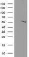 Adipocyte Plasma Membrane Associated Protein antibody, LS-C173676, Lifespan Biosciences, Western Blot image 