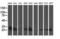 Adenylate Kinase 3 antibody, NBP2-00827, Novus Biologicals, Western Blot image 