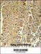 Phosphogluconate Dehydrogenase antibody, 61-935, ProSci, Immunohistochemistry paraffin image 