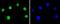 X-Ray Repair Cross Complementing 5 antibody, NBP2-67583, Novus Biologicals, Immunofluorescence image 