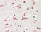 Golgin A6 Family Member B antibody, MBS420358, MyBioSource, Immunohistochemistry frozen image 