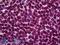 Activating Transcription Factor 6 antibody, LS-B6032, Lifespan Biosciences, Immunohistochemistry paraffin image 