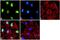 Histone Cluster 4 H4 antibody, 720106, Invitrogen Antibodies, Immunofluorescence image 