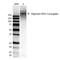 Alginate antibody, MA5-27572, Invitrogen Antibodies, Western Blot image 