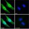 EH Domain Containing 2 antibody, NB100-1458, Novus Biologicals, Immunofluorescence image 